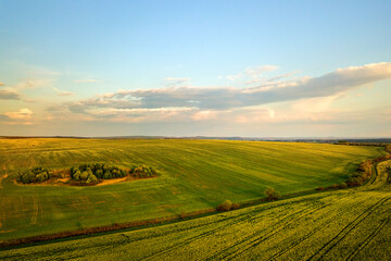 Plakat Aerial view of bright green agricultural farm field with growing rapeseed plants at sunset.