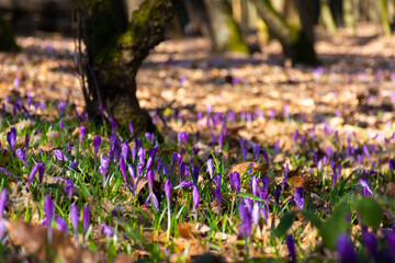 purple blooming nature background. crocus flowers in the garden on a sunny day in spring