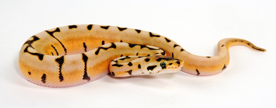 K&ouml;nigspython // Ball python (Python regius) - colour-morph