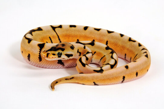 Ball python // K&ouml;nigspython (Python regius) - colour-morph