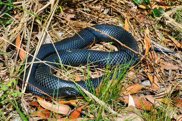 A red-bellied black snake (Pseudechis porphyriacus)  in an eucalyptus forest in Victoria, Australia
