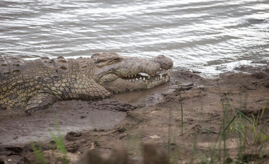 A large crocodile resting on a river bank. Taken in Africa