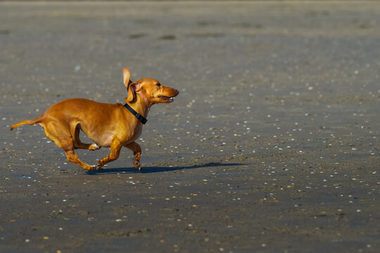 2022-01-19 A SMALL BROWN DACHSUND RUNNING ACROSS THE BEACH AT THE OECAN BEACH DOG PARK IN CALIFORNIA