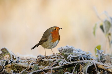 A Robin on a frost covered log.