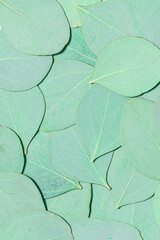 Fresh green eucalyptus leaves background. Natural abstract wallpaper.