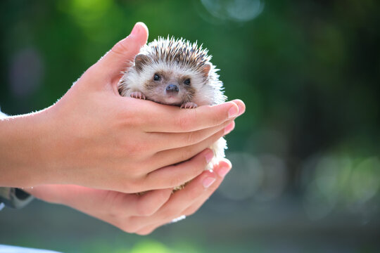 Human hands holding little african hedgehog pet outdoors on summer day. Keeping domestic animals and caring for pets concept