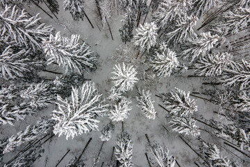 Top down aerial view of snow covered evergreen pine forest after heavy snowfall in winter mountain woods on cold quiet day