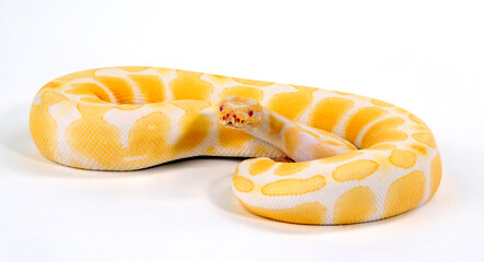 Königspython // Ball python (Python regius) - Albino colour-morph