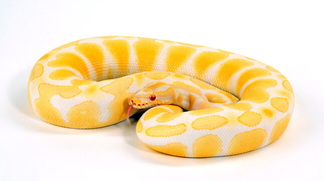 Ball python // K&ouml;nigspython (Python regius) - Albino colour-morph
