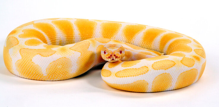 Ball python // K&ouml;nigspython (Python regius) - Albino colour-morph