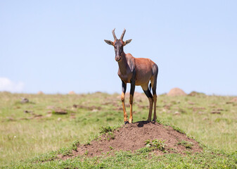 Naklejka na ściany i meble A Topi antelope standing on a termite mound. Taken in Kenya