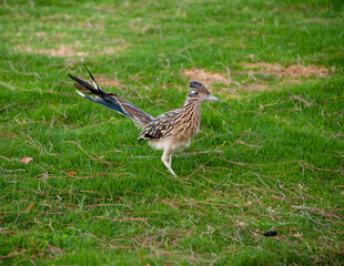 Greater Roadrunner