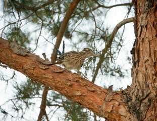 Greater Roadrunner