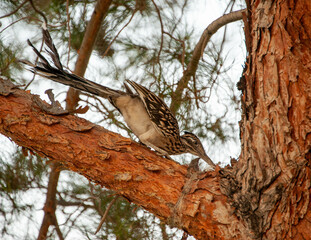 Greater Roadrunner