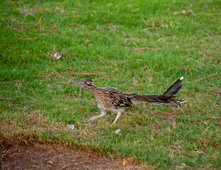 Greater Roadrunner