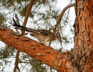 Greater Roadrunner