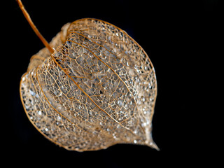 artistic picture Physalis peruviana. Cape Gooseberry in the detail