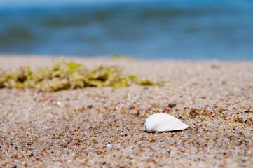 Fototapeta na wymiar Seashell on the sea sand. A seashell in close-up.