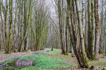 Forest trail. A road in the woods. A forest alley.