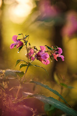 Impatiens glandulifera in the morning sun. High quality photo