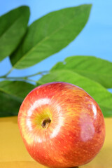 beautiful red apples seen from the side isolated on yellow and blue background, healthy natural fruit