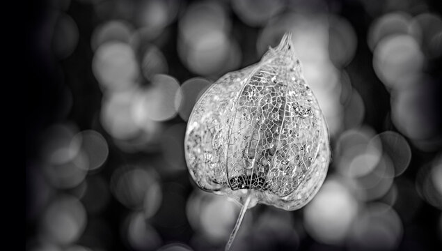 artistic picture with Shallow depth of field Physalis peruviana. Cape Gooseberry and light bokeh