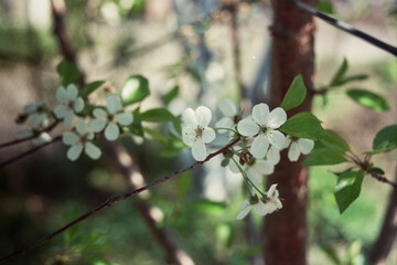 Blooming tree