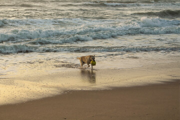 Dog running on the beach. Dog running on the sand. 
Labrador retriever, white dog play with ball in the beach