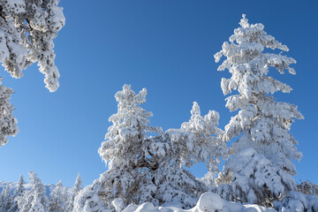 Winter landscape of Vitosha Mountain, Bulgaria
