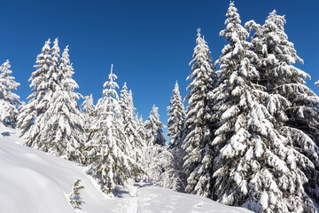 Winter landscape of Vitosha Mountain, Bulgaria