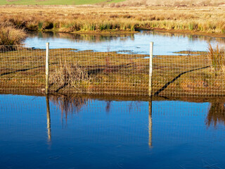 Fence reflected in icy water in a wetland habitat