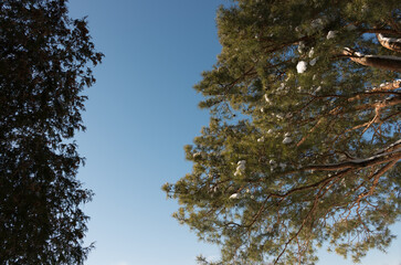 pine tree branches in winter