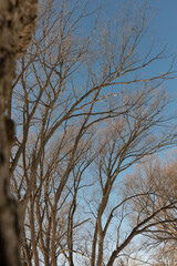 Fototapeta premium bare willow trees in winter