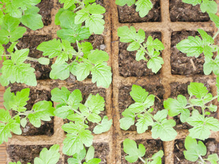 garden and horticulture banner with copy space. seedling, watering can and gardening tools on wooden background. Garden and floristics flat lay border.