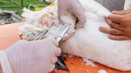 Exotic veterinarian performs an operation on the swan broken wing. Veterinary medicine. Doctor helping animals.