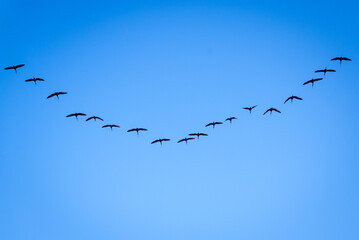 Formation flock of ibis Plegadis falcinellus flying over the Valencian Albufera lake on their migratory journey.