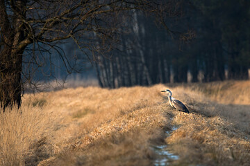 Czapla siwa  © dream Hunter 