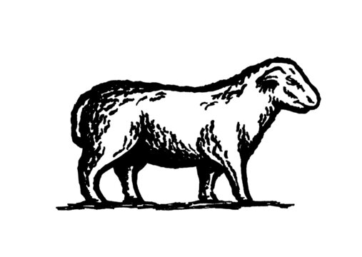 Lamb sheep graphic illustration. Vintage print Retro logo Sheep badge sign. Meat shop Farm Butchery Wool company logo icon template. 