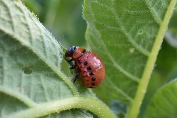 Fototapeta premium Close up of a Potato Beetle larva eating a potato leaf. 