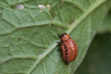 Close up of a Potato Beetle larva eating a potato leaf. 