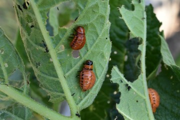 Close up of Potato Beetle larvae eating a potato leaf. 