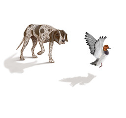 chien, en arrêt, braque, canard, milouin, allemagne, mâle, femelle, animal de compagnie, brun, isolé, mammifère, chiot, race, blanc, de race, court, portrait, chasse, chassant, joli, braque de weimar 