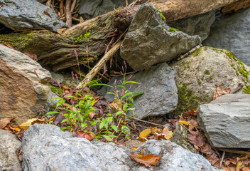 Great Smokey Mountains National Park Flora