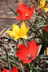 Naklejka premium christmas lights