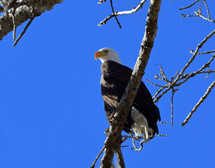 American Bald Eagle Perched in a Tree Near the Sacramento River, California