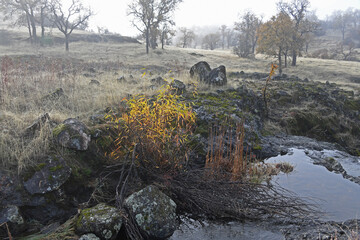 Foggy Valley at Payne's Creek, California, in Winter.