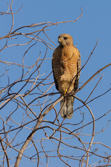 Red-shouldered Hawk foraging while perching on tree branch. Arastradero Preserve, California, USA.