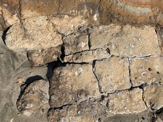 Fossils on the Beach