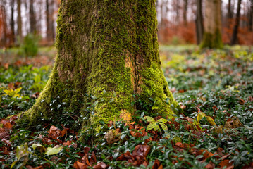 Close-up of the moss-covered trunk of an old beech tree in an autumnal forest, Weser Uplands, Germany