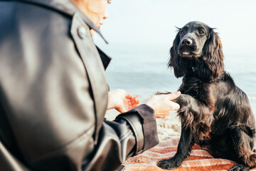 Close-up young woman teaching her spaniel puppy dog